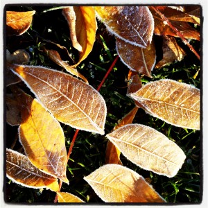 frost in the morning