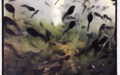 Up close with the tadpoles. #iphoneography #theiphonephotographer #lifewithakid