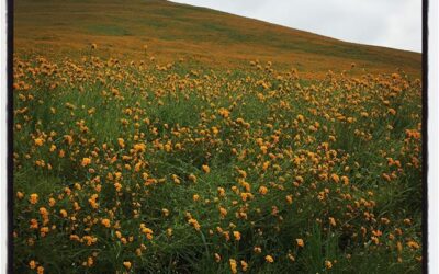 Wild flowers along Breckenridge. #SoCal #bikelife #wildflowers