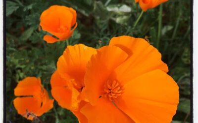 California windflowers from a Sunday bicycle ride. #SoCal #bikelife #iphoneography