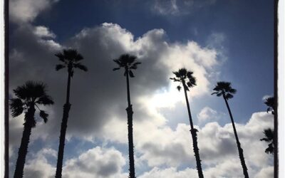 Clouds and palm trees. #socal #fagansfamilyreunion #california