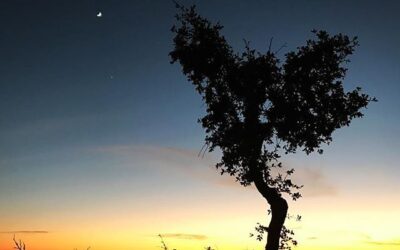 Lone tree saluting the moon on the route 180 descent from Kings Canyon. #iphoneography