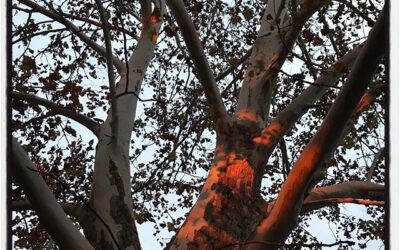 Sunlight on the tree in our front yard in Oxford. #oxford