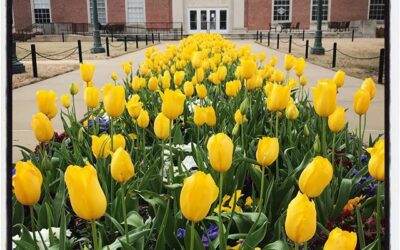 The University of Mississippi campus is blooming. #meekjournalism #meekjourno #iphoneography