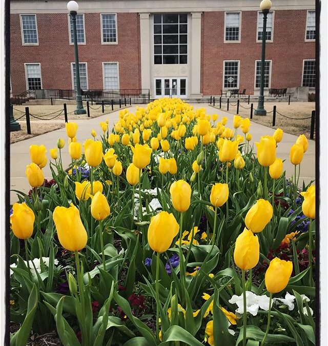 The University of Mississippi campus is blooming. #meekjournalism #meekjourno #iphoneography