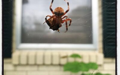 Big spider with a captured fly.