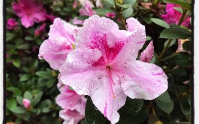 Flowers in the morning after a rainy night.