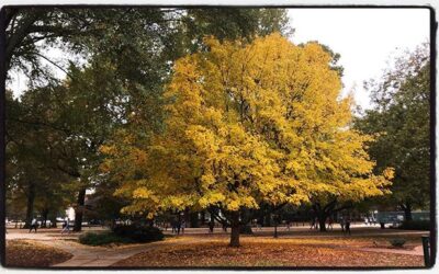 Fall on campus near the Grove. #mississippijourno