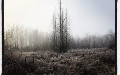 Morning frost and atmosphere. #mississippijourno