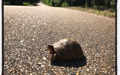 Turtle spotting on my bicycle ride outside of Oxford. #bikelife