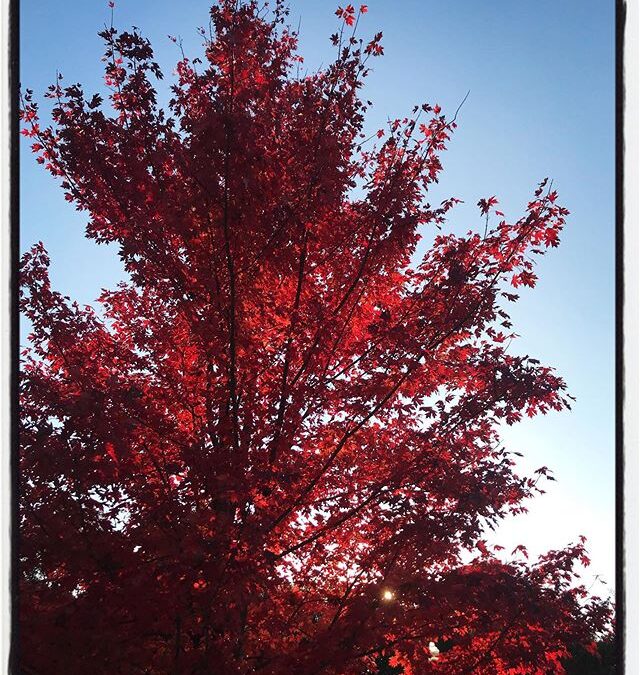 Fall colors on campus. #mississippijourno #umjourimc