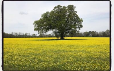 Tree and field, version 1. #mississippijourno #postcardsfromcovid19