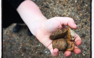 A fistful of rocks. #mississippijourno #dadlife #postcardsfromcovid19