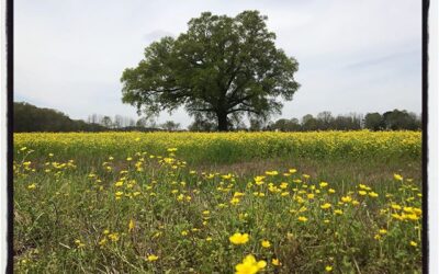 Tree and field, version 2. #mississippijourno #postcardsfromcovid19