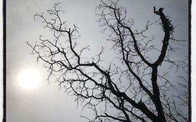 Fractal branches on a dead tree. #mississippijourno #postcardsfromcovid19