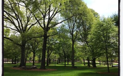 An almost empty Grove. #mississippijourno #postcardsfromcovid19