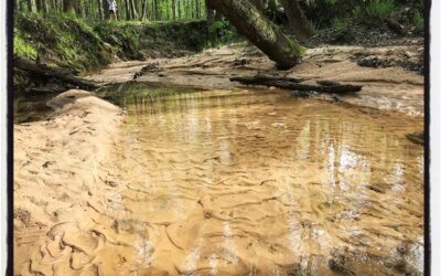 Family hike day for sanity. #mississippijourno #postcardsfromcovid19