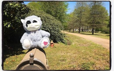 Quarantine raccoon all masked up. #mississippijourno #postcardsfromcovid19